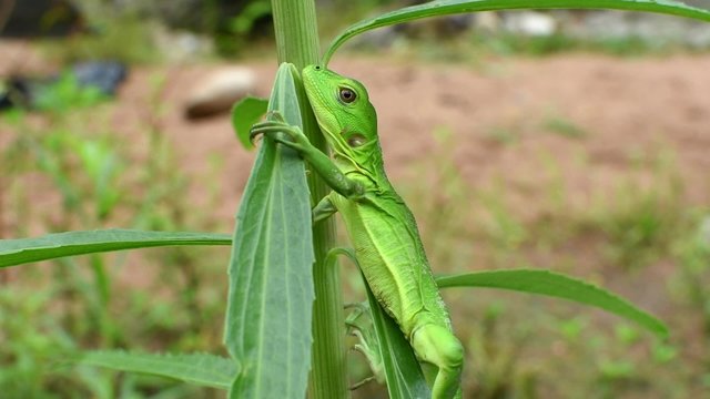 Baby green iguana in natural habitat