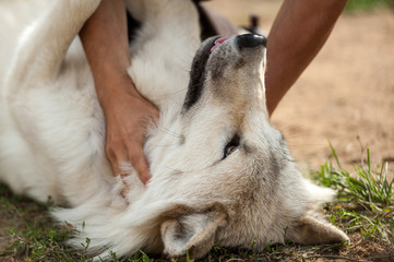 Wild gray wolf playing