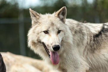 Wild gray wolf closeup in Sacre-Coeur, Quebec, Canada