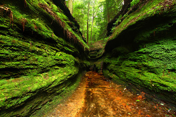 Moss covered gorge at Turkey Run State Park in Indiana