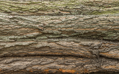 Bark of old red oak