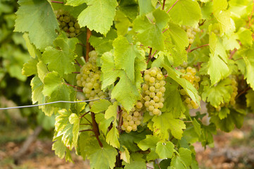 Grapes in vineyards before harvest