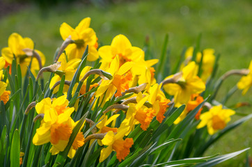 Obraz premium Bunch of blooming daffodils