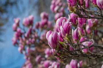 Photo sur Plexiglas Magnolia Blooming pink magnolia tree