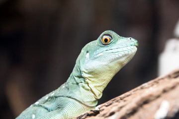 Photo lizard head of lizard close-up