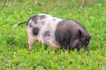 Big pig walking on the grass