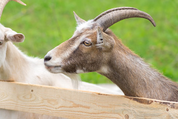 Goats at the fence on a farm