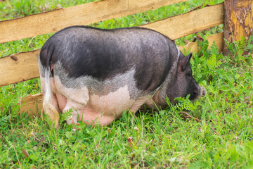 Big pig walking on the grass