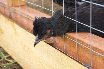 Black Hen stuck her head through the cage