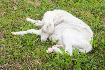 goat in a corral asleep on the grass