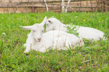 Two white goats in a corral asleep on the grass
