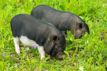 Two well-fed pig walk on the grass