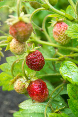 Ripe strawberry on a bush in garden