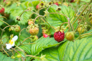Ripe strawberry on a bush in garden