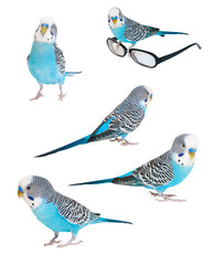 Obraz premium Blue budgerigar isolated