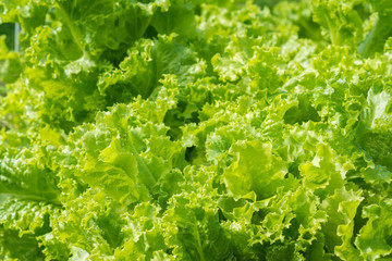 Green leaves of lettuce growing on a bed