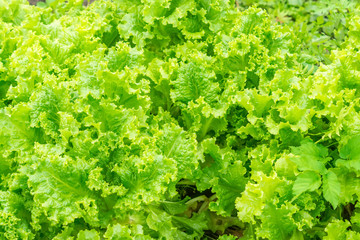 Green leaves of lettuce growing on a bed