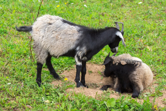 Goats on a farm