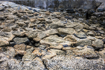 Rocks on the coast for background.