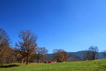 Obraz premium 秋の奥志賀