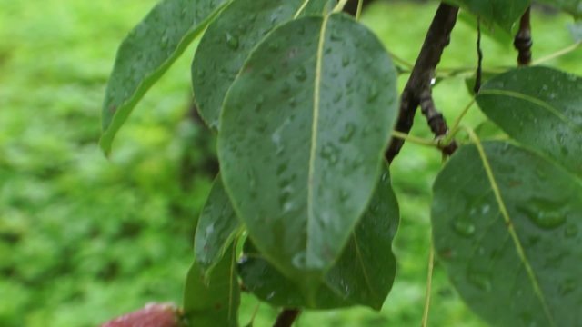 Unripe pears on a tree after rain
