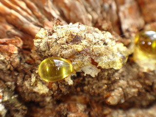 Капля смолы на коре дерева