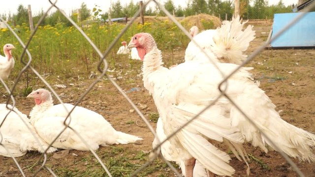 Paddock on a farm with white turkeys
