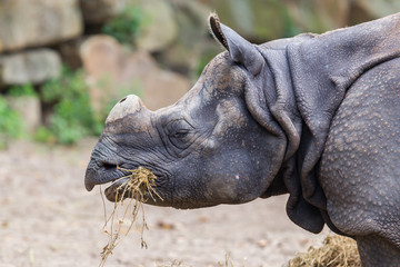 Gros plan d& 39 un rhinocéros indien