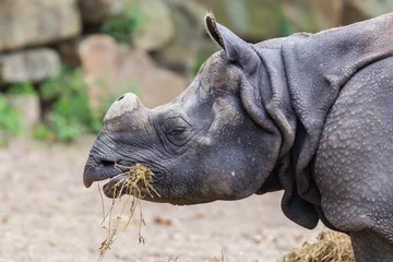 Papier Peint photo autocollant Rhinocéros Gros plan d& 39 un rhinocéros indien