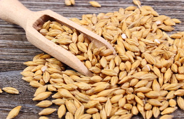 Barley grain with spoon on wooden background
