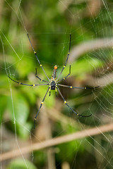 Close up Giant spider on the web (Nephila pilipes)