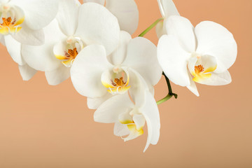 Naklejka na ściany i meble romantic branch of white orchid on beige background