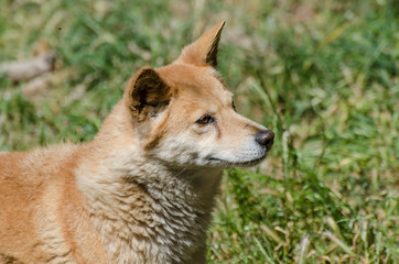 Autralian Dingo