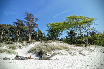 Obraz premium Weißer Küstenwald 