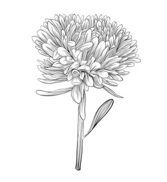 monochrome, black and white aster flower isolated.