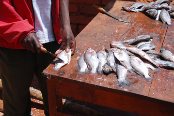 Cleaner of fish at the market of Pomerini in Tanzania, Africa 72