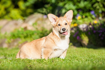 Pembroke welsh corgi puppy sitting in the yard