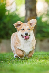 Funny pembroke welsh corgi puppy running in the yard