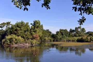 Marshes in the Bay of Arcachon