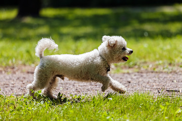 bichon in the park