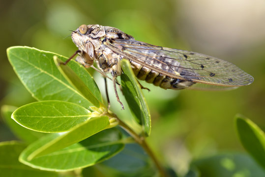 Macro of Cicada orni on leaf in the south of France