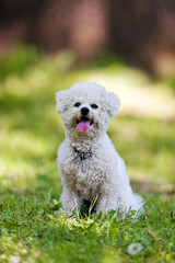 bichon in the park