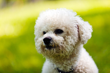 bichon in the park