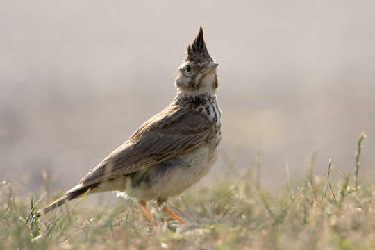 Feldlerche im Portrait