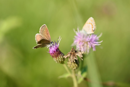 Small butterfly resting on the flower