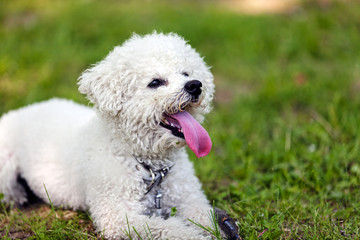 bichon in the park
