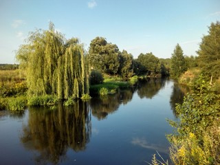 willow thickets on the river in the summer. © anton vasilev