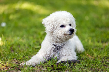 bichon in the park