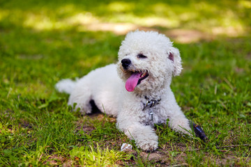 bichon in the park