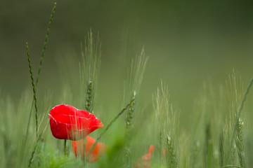Versteckte Mohnblume